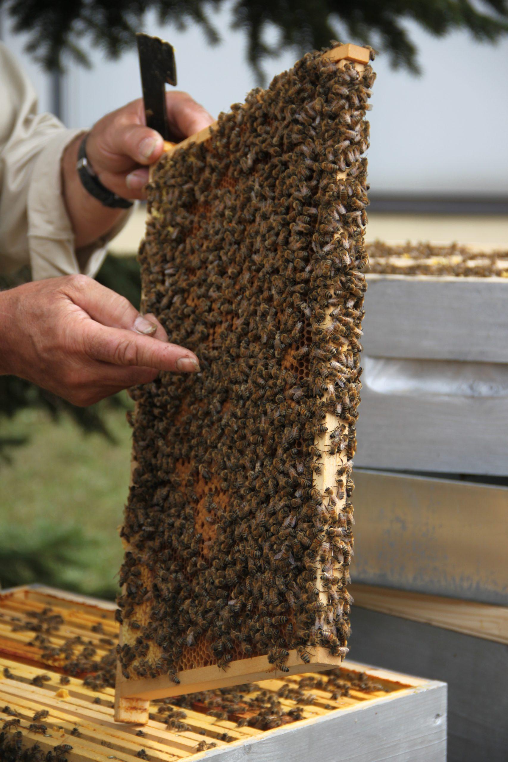 Les abeilles au fil des saisons